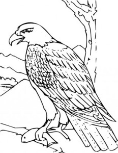 coloring book bald eagle