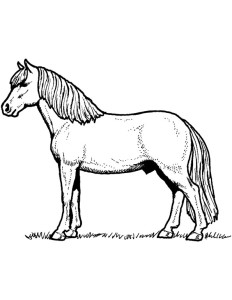 horse coloring website