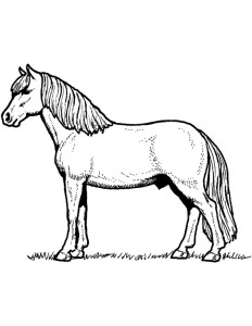 horse coloring website